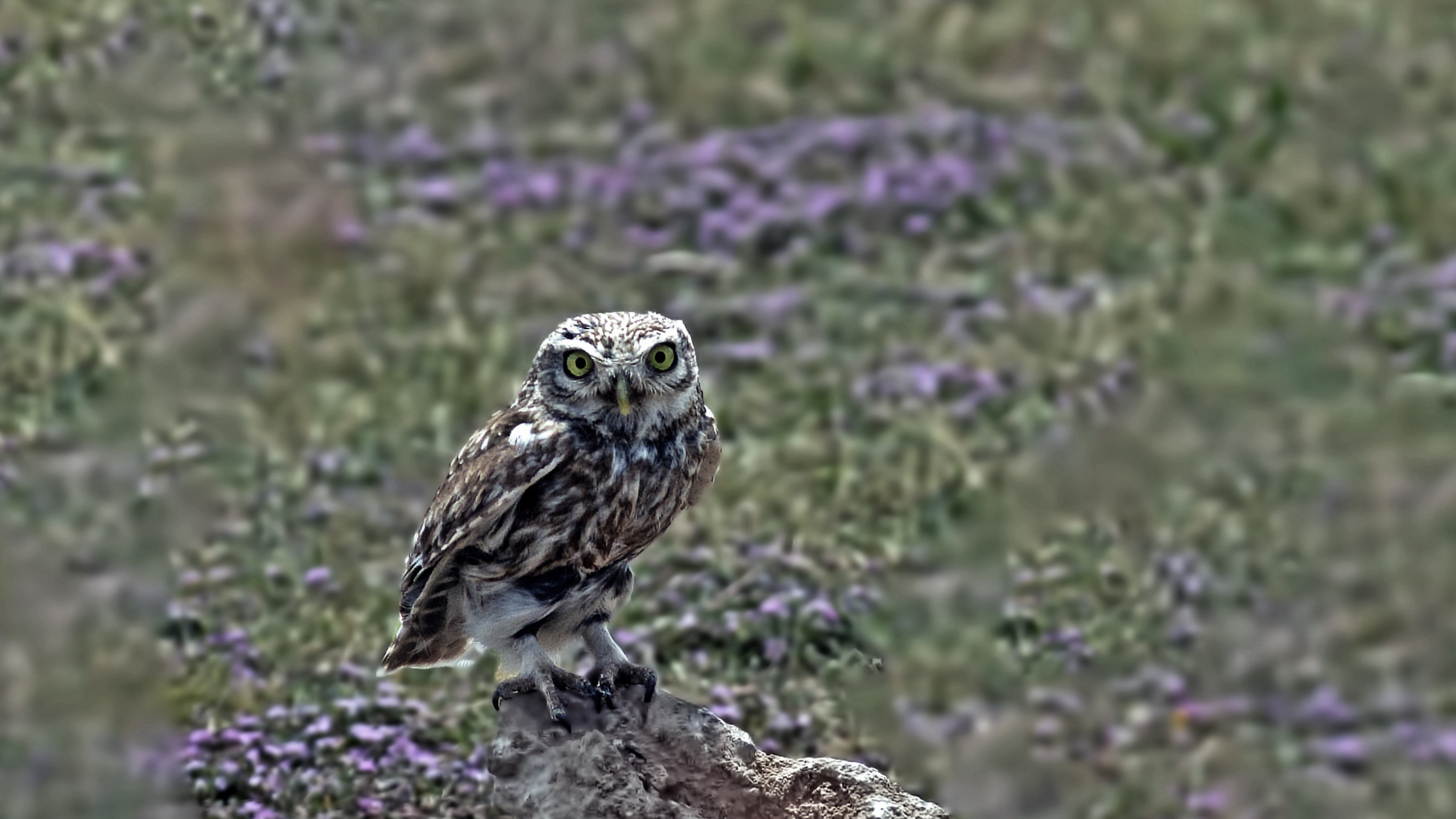 Little Owl